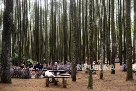 Wisata alam ini berlokasi di sendangsari, desa terong, kecamatan dlingo, kabupaten bantul, daerah istimewa yogyakarta. Menengok Kawasan Ekowisata Hutan Pinus Mangunan Republika Online