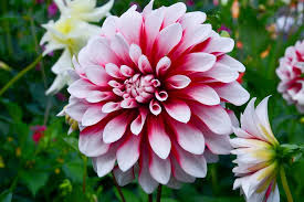 Cactus dahlias, semi cactus dahlias, decorative dahlias, pompon dahlias, ball dahlias, anemone dahlias, collarette dahlias, mignon dahlias, single dahlias, peony dahlias, orchid dahlias. Dahlias Known As The Flower Of All Flowers