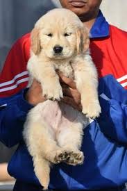 We are always updating our inventory with the best new pet products that you and your pet will love, so check back often to see what new products we are featuring on the site! 40 Golden Retriever Puppy Ideas Golden Retriever Puppy Golden Retriever Baby Golden Retriever Photography