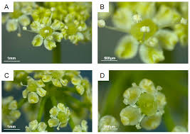 Image result for Andropterum