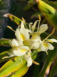 Image result for Siphonochilus brachystemon