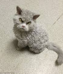 American curl kittens for sale & cats for adoption american curls are moderately active. 40 Curly Haired Kitten
