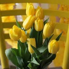 Maria Fiorotto1 On Twitter Yellow Tulips Yellow Flowers Tulips