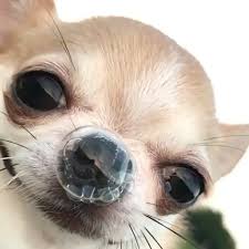 Video Cute Animals Funny Dogs Funny Animals