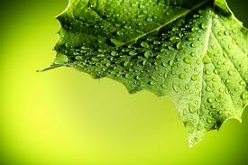 Transpiration is the evaporation of water from a plant's leaves, stem , or flowers. What Is Transpiration In Trees How Trees Use Transpiration Stein