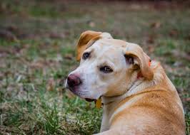 We are looking for an adoptor familiar with his breeds and epilepsy to give him the care and love he deserves. All About The Beagle Lab Mix K9 Web