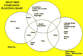 Try planting it in the spring in a circle around the trunks of the trees. A Companion Plant Guide To Planting Companion Vegetables And Herbs And Fruit Tree Compa Companion Planting Chart Companion Gardening Fruit Trees Garden Design