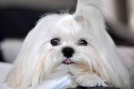Maybe you would like to learn more about one of these? Maltese Rescue California Home