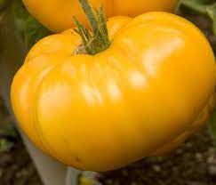 Yellow Brandywine Tomato Dempseyseed Com Brandywine Tomato Heirloom Tomato Seeds Tomato Seeds