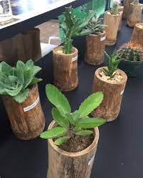 Las suculentas y los cactus son plantas que han adquirido notoriedad por su fácil mantenimiento, su precio accesible y variedad de formas y tamaños. Suculentas Y Cactus Agrochic Gardening Inspiration Advice