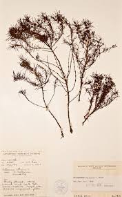 Image result for Anthospermum vallicola