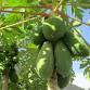 Garden to Table: Savory Fruits and Sauces