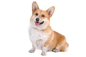 It has an almost flat skull with a head that is more proportional to the body rather than to its legs. Welsh Corgi Pembroke Charakter Haltung Pflege Rassebeschreibung