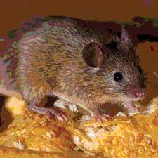 The best cheap eats in new york city ($5 times square food guide). Integrated Pest Management In Foodservice Establishments