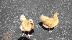 A male that has been castrated is a capon. Buff Orpington Chicks 6 Weeks Old Youtube