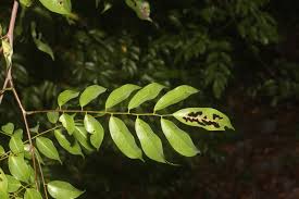 Image result for Rourea