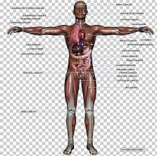Male anatomy diagram full body. Human Body Organ Anatomy Homo Sapiens Male Reproductive System Png Clipart Abdomen Anatomy Arm Back Body