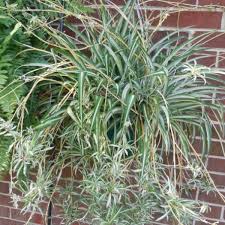 Plan to repot a spider plant about every other year. Propagate Spider Plants From Their Babies The Gardening Cook