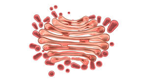 It is responsible for packaging proteins into vesicles prior to secretion and therefore plays a key role in the secretory. 3d Golgi Apparatus Model