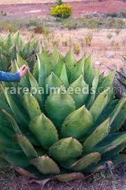 Image result for Grangea zambesiaca