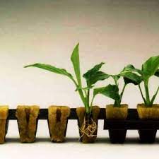 Once the new grass is visible, the roots are also growing down into the soil. How To Germinate Hydroponic Seedlings