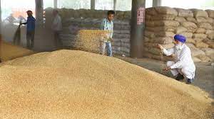गेहूं के रेट Wheat Kanak Gehu Rate, 59% OFF