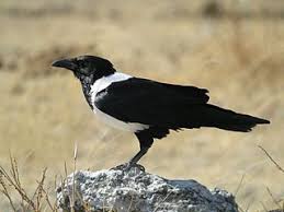 Crows As Pets The African Pied Crow A Most Intelligent Bird Bird Species Crow Bird