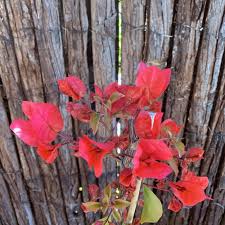 Bougainvillea plants are numerous in warm environments, where they can be seen blanketing trees, trellises, walls and buildings and roofs. Plants Of Red Bougainvillea Bougainvillea Spectabilis T O G
