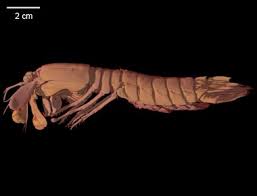 Image result for Sclerodactylon macrostachyum