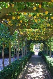 How to grow fruit trees in shade. 51 Back Yard Fruit Trees Ideas Fruit Trees Fruit Plants