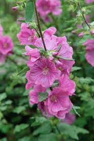 Among The Best Lavateras To Grow In Gardens Lavatera X Clementii Rosea Tree Mallow Is A Lovely Med Iris Flowers Garden Pink Perennials Flowers Perennials