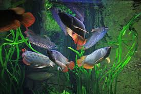 12 000 Liter Arowana Tank Set Up By Oliver Knott By Oliver Knott The Aqua Creator Aquarium Fish Fish Tank Plants Fresh Water Fish Tank