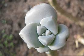 多肉植物の葉挿しに大成功した方法を解説 水やりはどのくらい必要