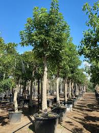 Image result for Phytolacca dioica