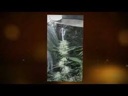 These Are Serious Cfl Grow Lights Grow Huge With These Baby S And They Only Cost 229 Cfl Growlight Com Grow Lights Grow Boxes Growing Flowers