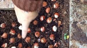 Lale soğanı dikimi ne zaman ve nasıl yapılır? Bahcemdeyiz Topraga Bahceye Lale Ekimi Youtube