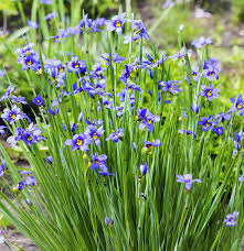 Image result for Syncolostemon sp. nov. aff. teucriifolius