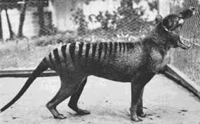 A Glimpse Of What We Ve Lost 10 Extinct Animals In Photos And How Many More That We Are Unaware Of Especially With T Rare Animals Extinct Animals Thylacine