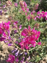 Image result for Dichapetalum edule