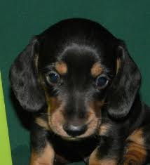 Maybe you would like to learn more about one of these? 99 Black And Tan Dachshund Puppies For Sale L2sanpiero