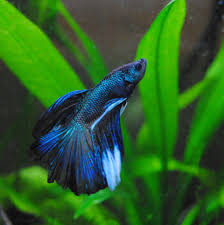 So Many Shades Of Blue In Just One Betta Truly Stunning Credit For This Image Goes To User Kehillah On Reddit Betta Bettafish Betta Betta Fish Fish Pet
