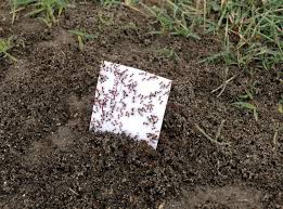Tts or upm booking link. Texas Ipm Program Partners With Nature
