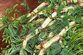 Image result for Neptunia oleracea