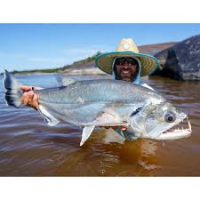 Image result for Turraea fischeri