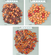 Image result for Arachis