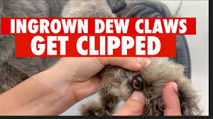 We are passionate about our dogs, addicted to mushing, and love to take guests dog sledding. Ingrown Dew Claws Embedded In Paw Pads Get Clipped Viewers Discretion Advised Youtube