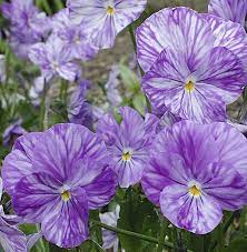 Pin On Beautiful Flowers