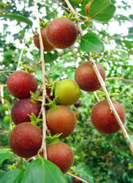 Image result for Dovyalis afra