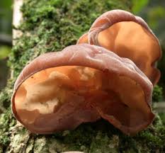 Check spelling or type a new query. Jelly Ear British Mycological Society