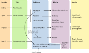 Apr 13, 2021 · are animal cells found in meristems? Plant Tissues Meristems Atlas Of Plant And Animal Histology